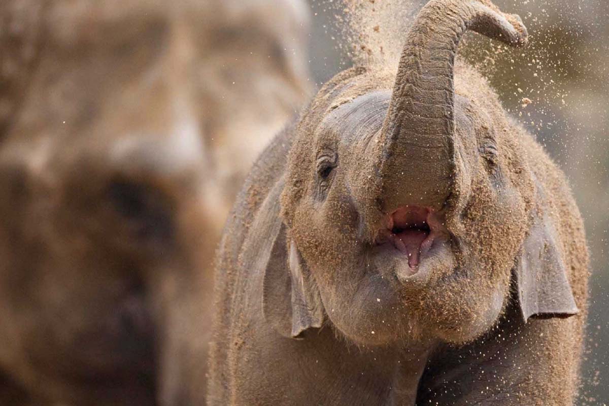 Entreeticket Kölner Zoo + DinoWorld incl. stickerboek