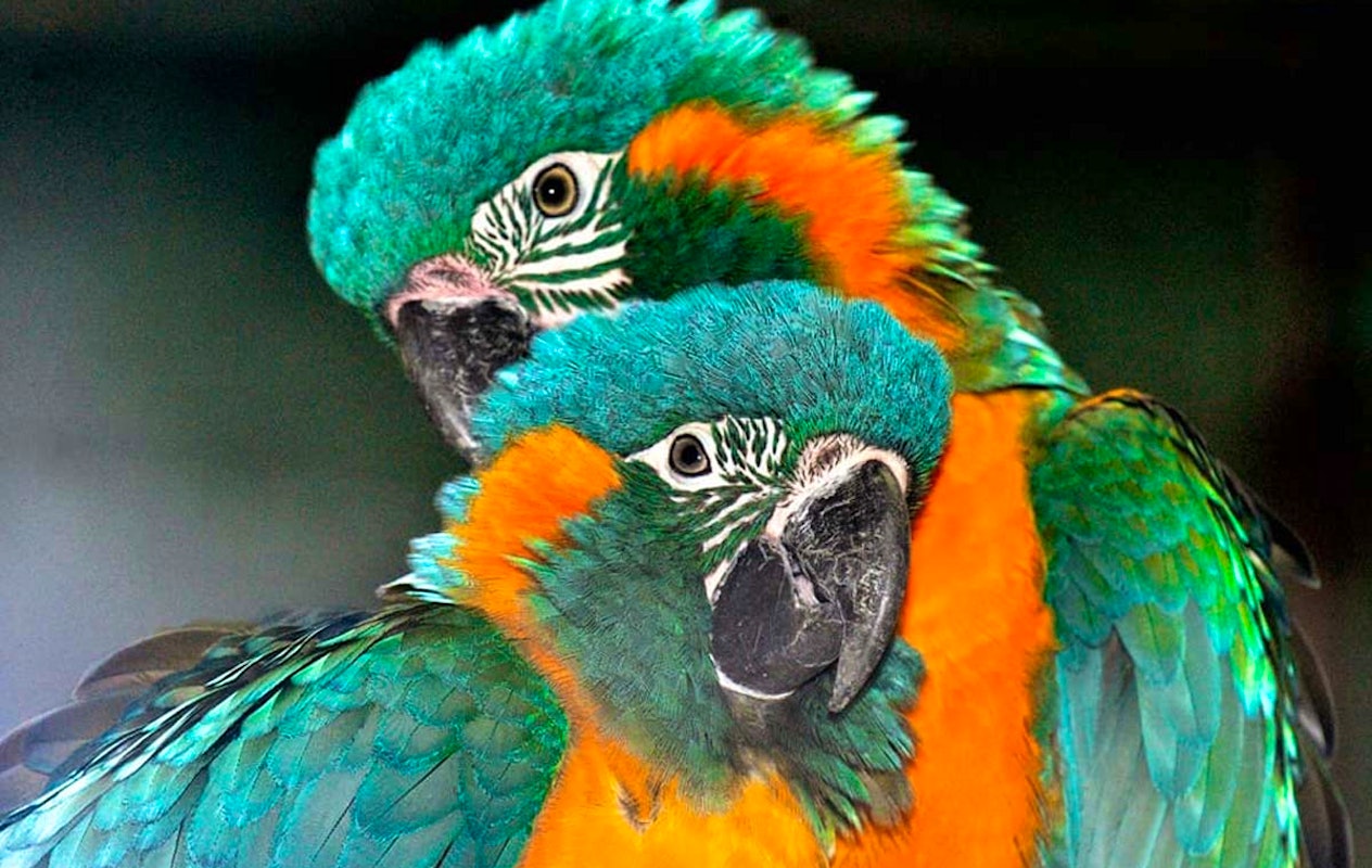 Entreeticket Kölner Zoo en het aquarium