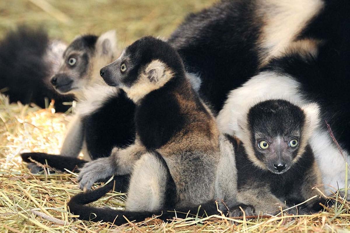 Entreeticket Kölner Zoo + DinoWorld incl. stickerboek