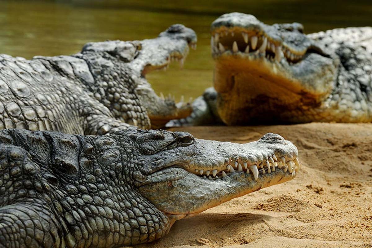 Entreeticket Kölner Zoo + DinoWorld incl. stickerboek