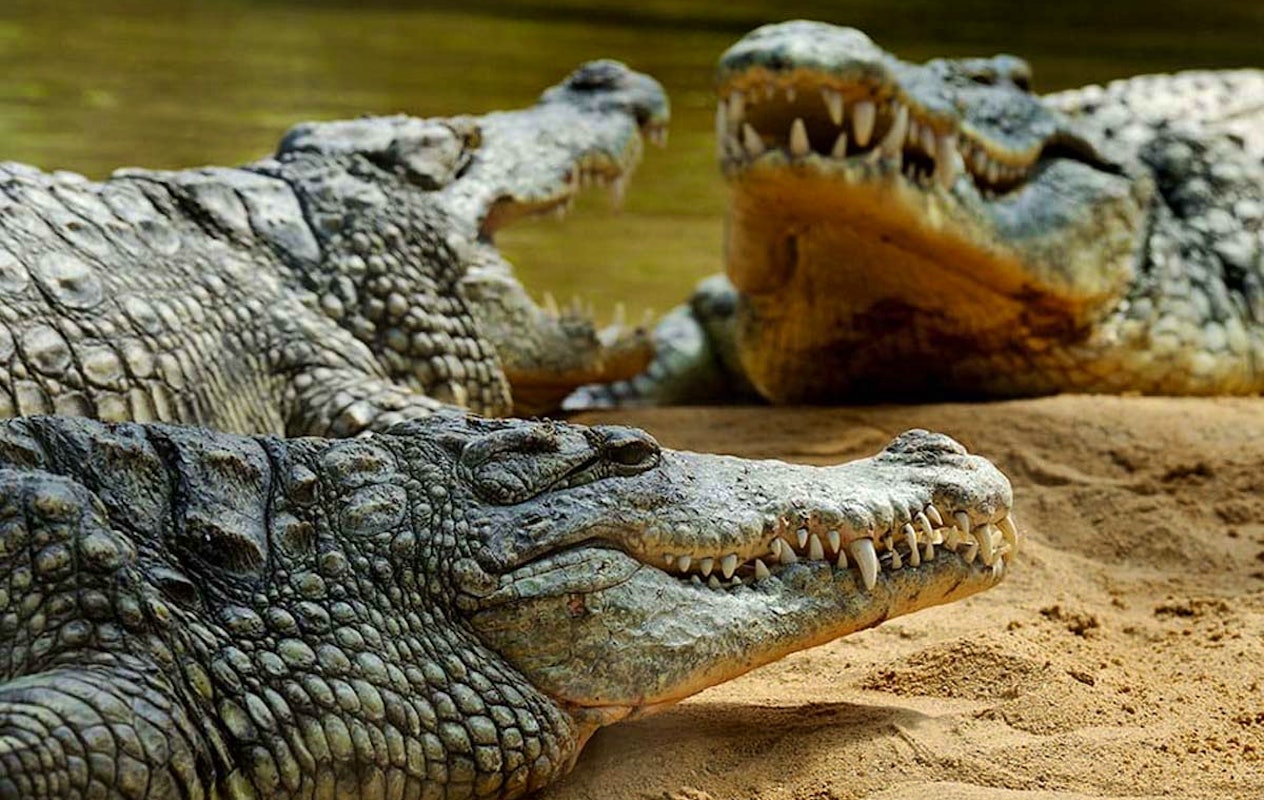 Entreeticket Kölner Zoo en het aquarium