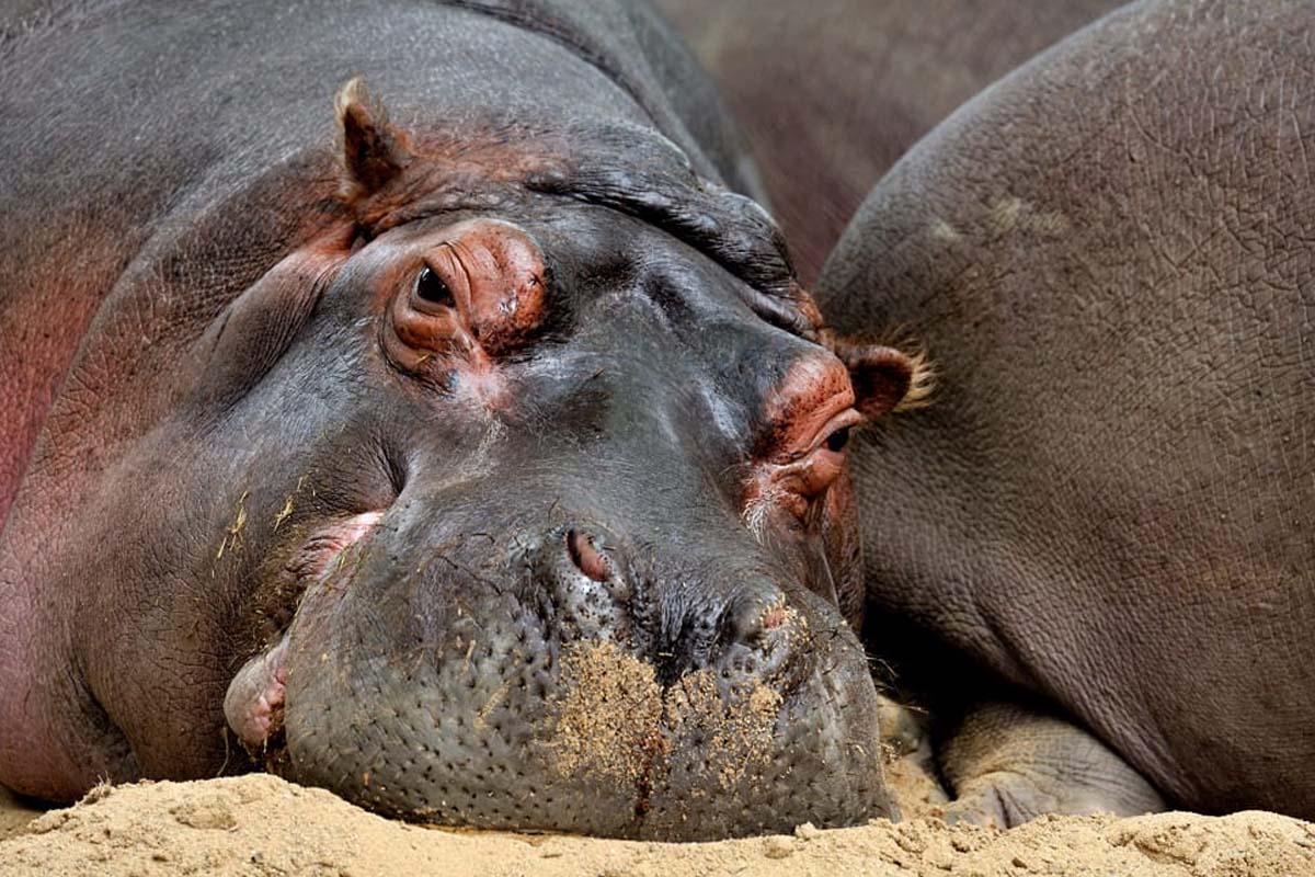 Entreeticket Kölner Zoo + DinoWorld incl. stickerboek