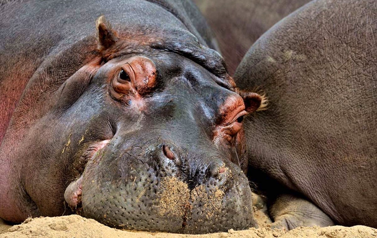 Entreeticket Kölner Zoo en het aquarium