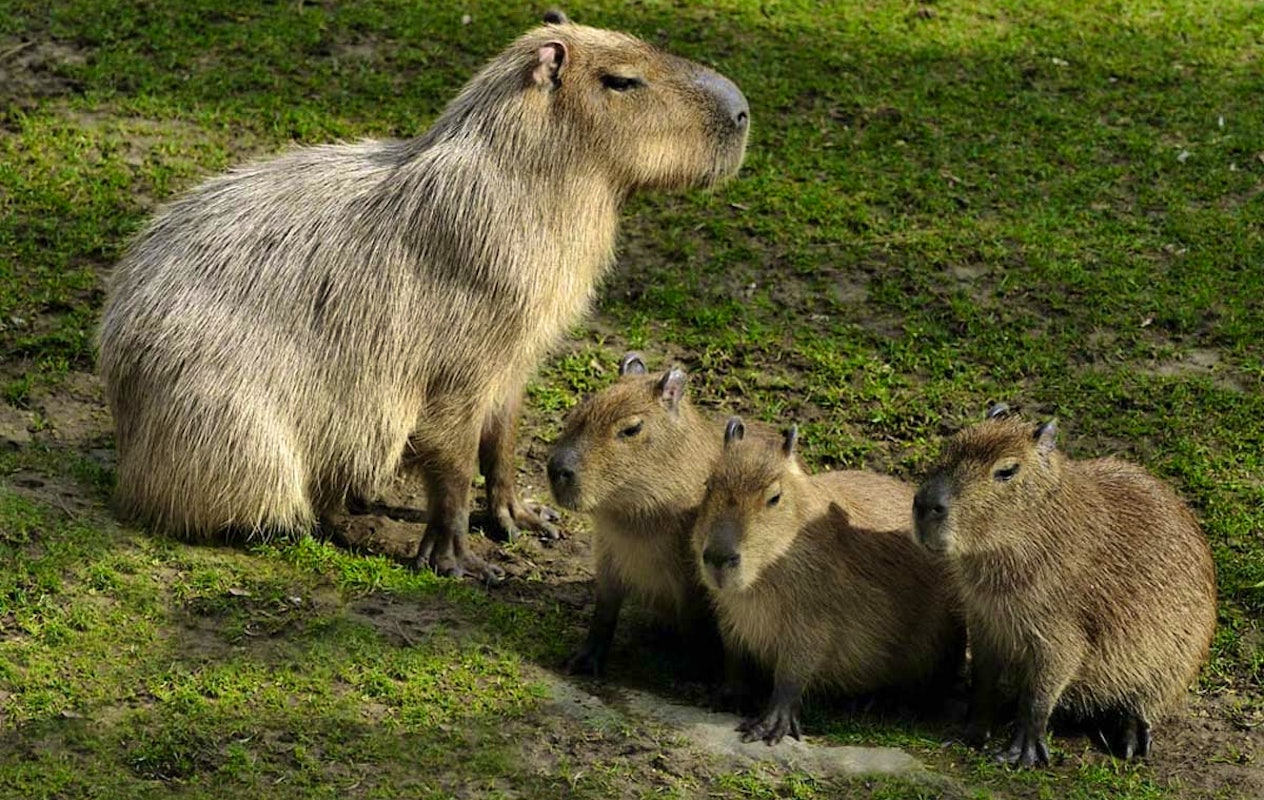 Entreeticket Kölner Zoo en het aquarium