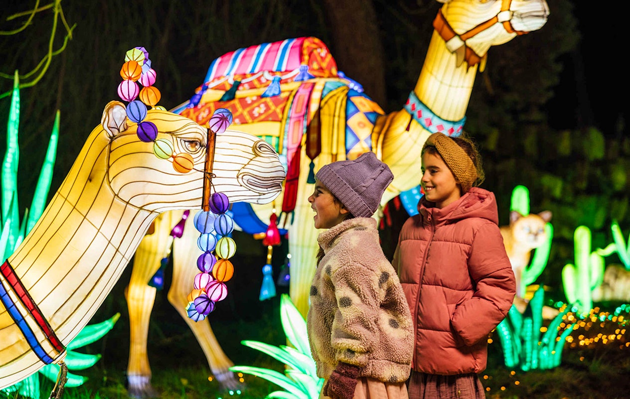 Entreeticket Light Safari Beekse Bergen