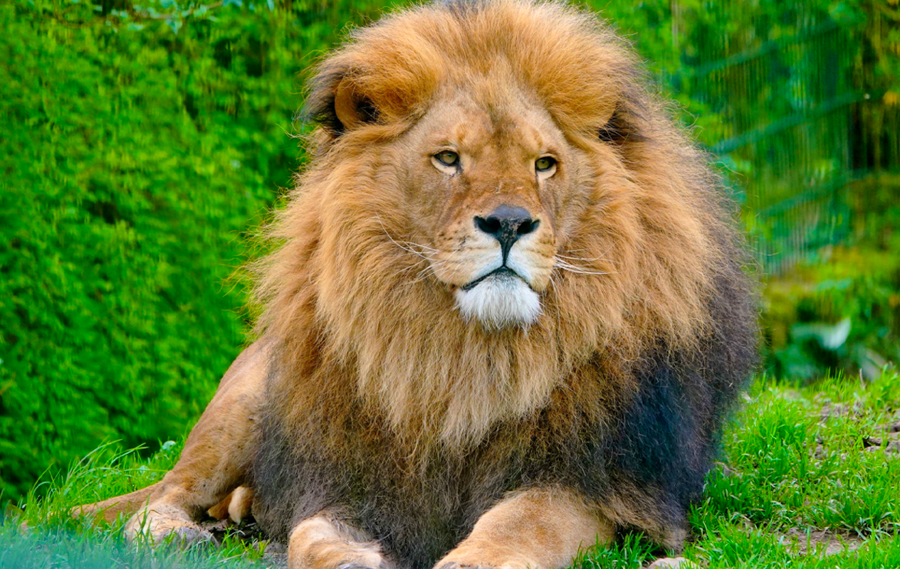 Entreeticket Monde Sauvage Safaripark