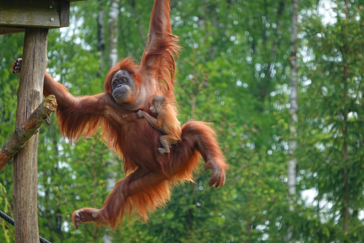 Entreeticket Monde Sauvage Safaripark