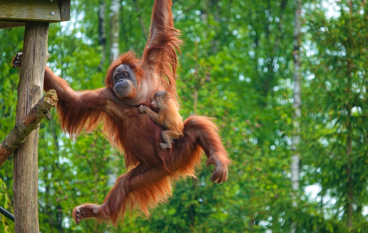 Entreeticket Monde Sauvage Safaripark