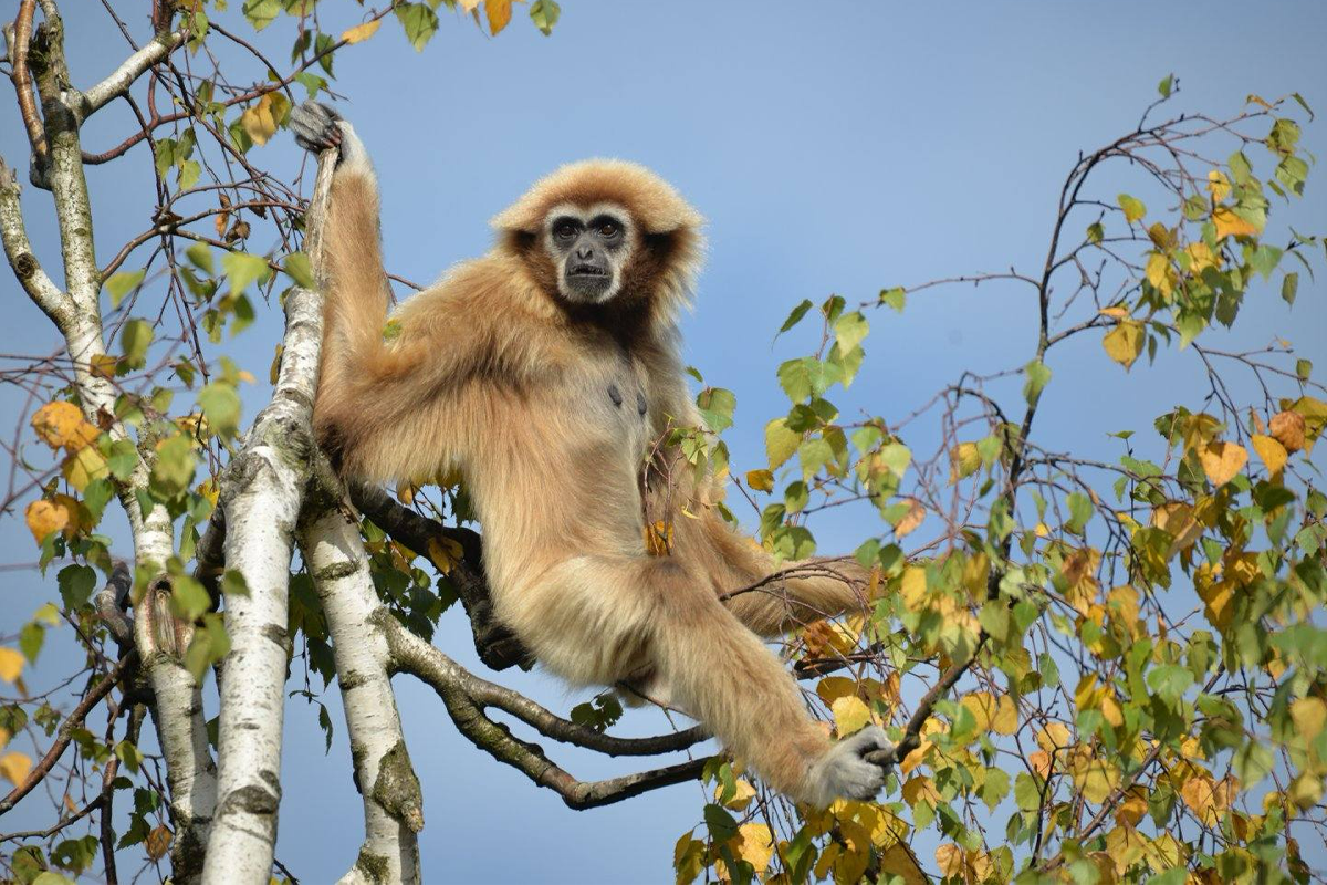 Entreeticket Monde Sauvage Safaripark