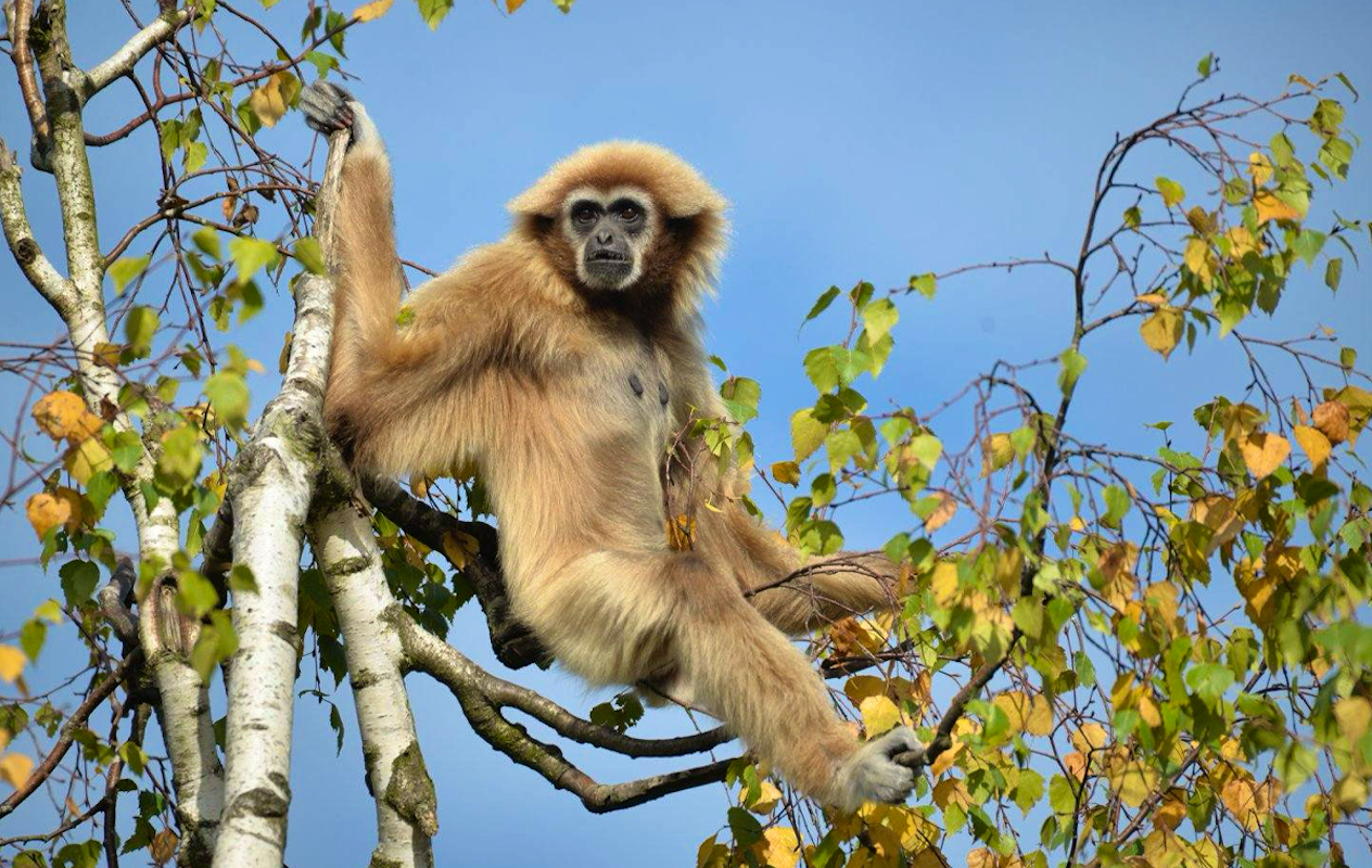 Entreeticket Monde Sauvage Safaripark