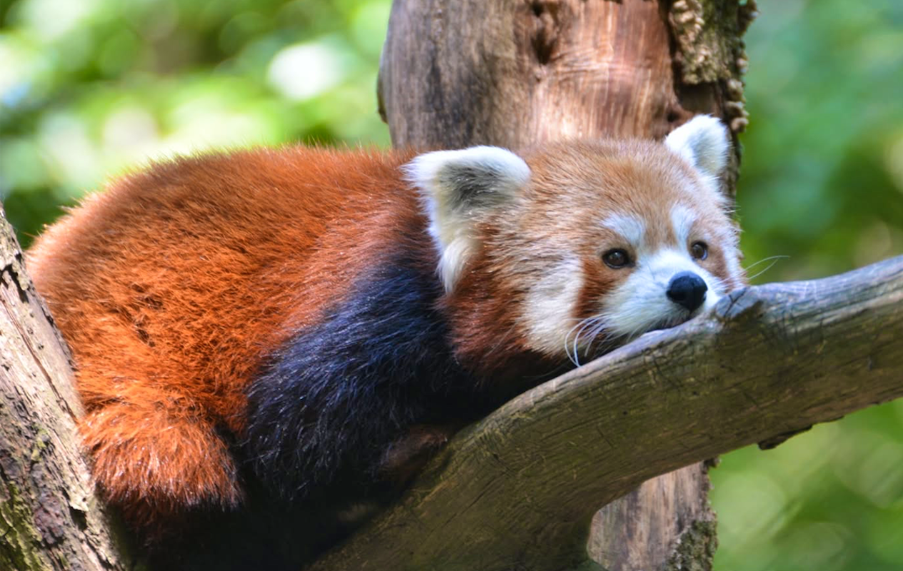 Entreeticket Monde Sauvage Safaripark