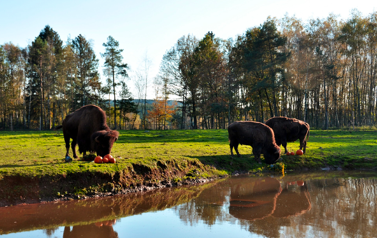Entreeticket Monde Sauvage Safaripark