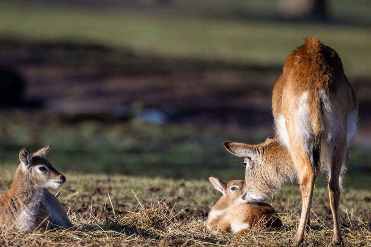 Entreeticket Monde Sauvage Safaripark