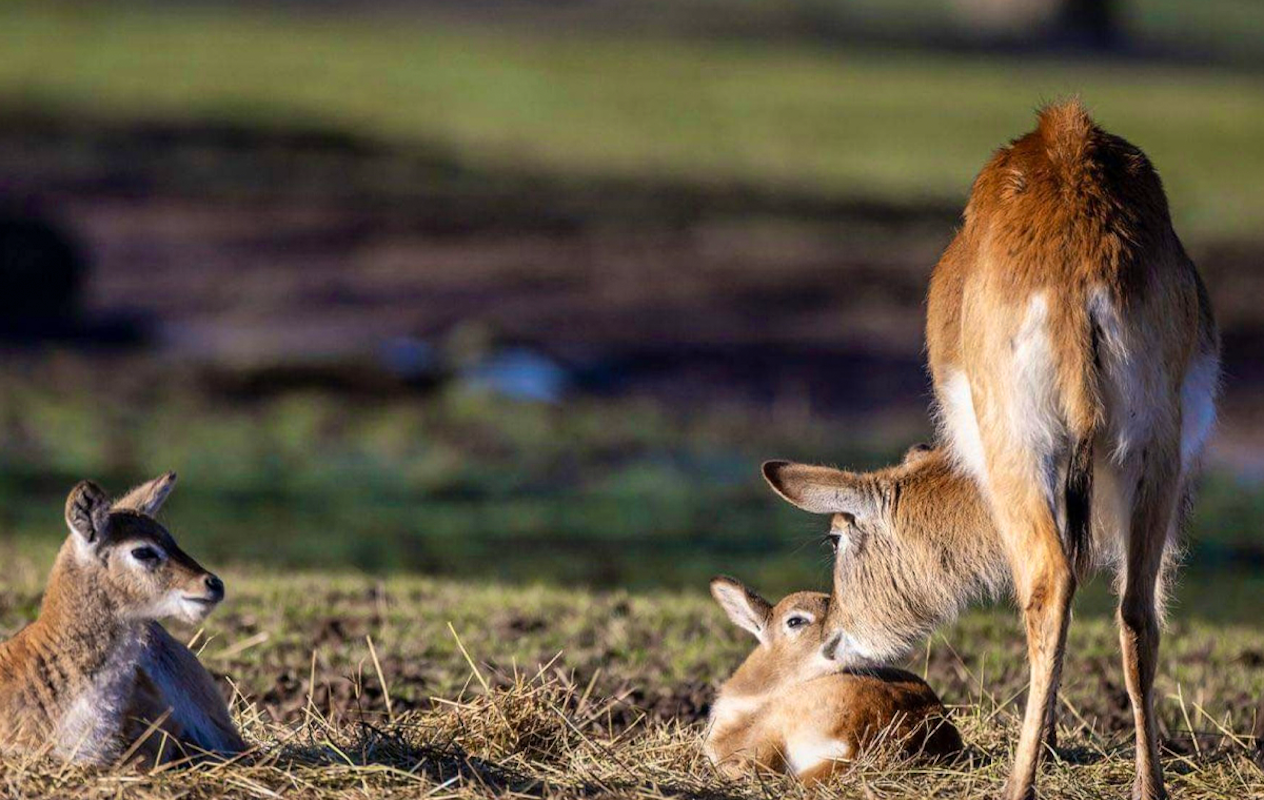 Entreeticket Monde Sauvage Safaripark