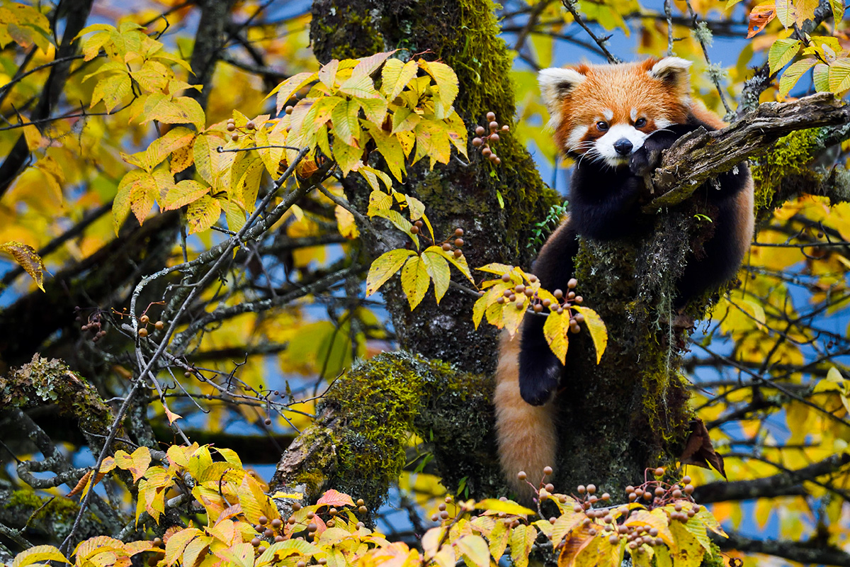 Billet d'entrée au Museon-Omniversum, incluant 1 film sur grand écran