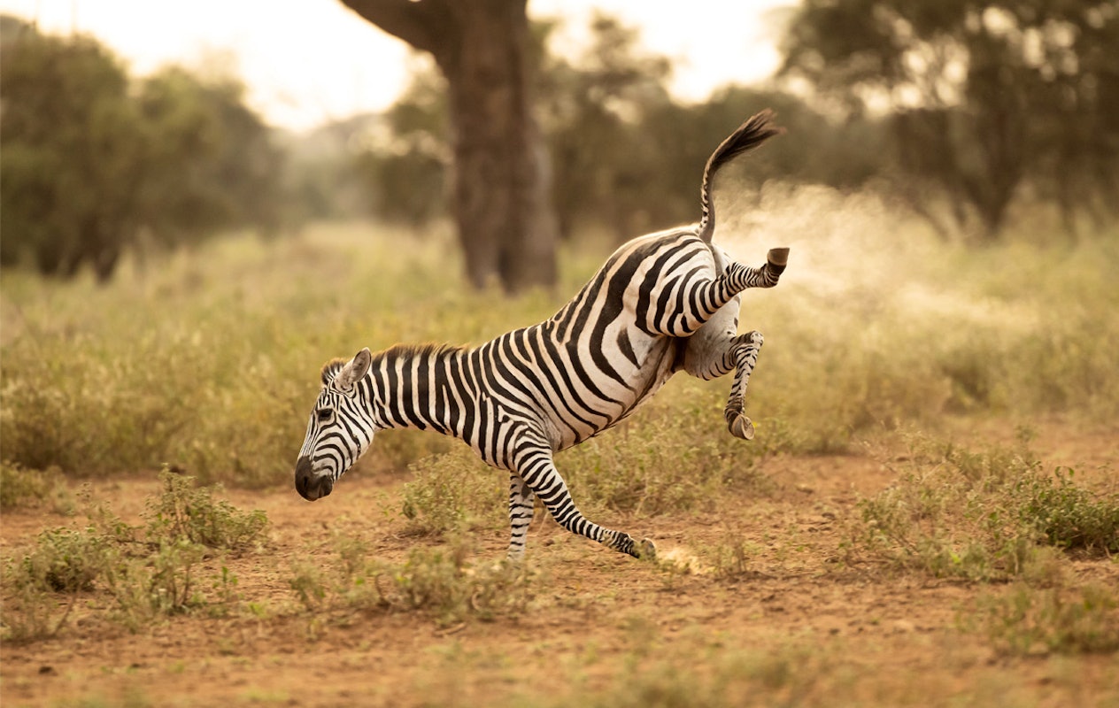 Entreeticket Natuurmuseum Brabant