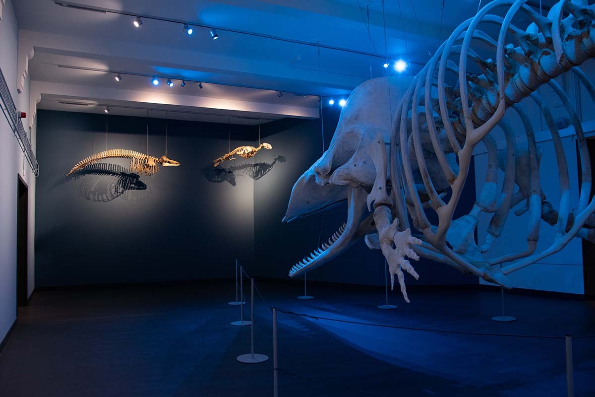 Entreeticket Natuurmuseum Brabant