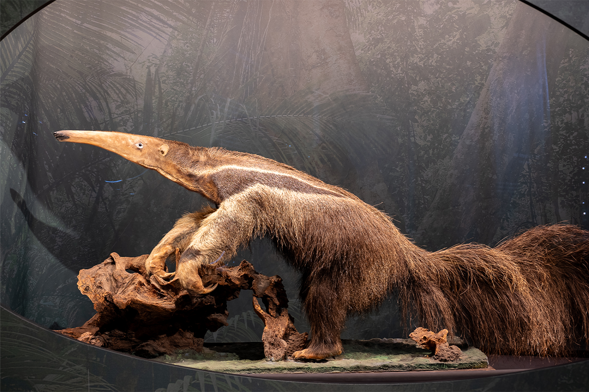 Billet d'entrée au Musée naturel du Brabant