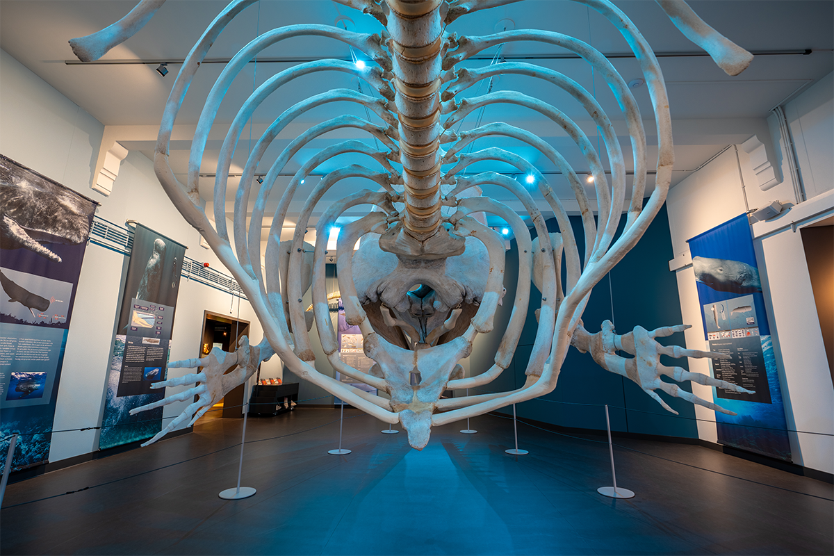 Billet d'entrée au Musée naturel du Brabant