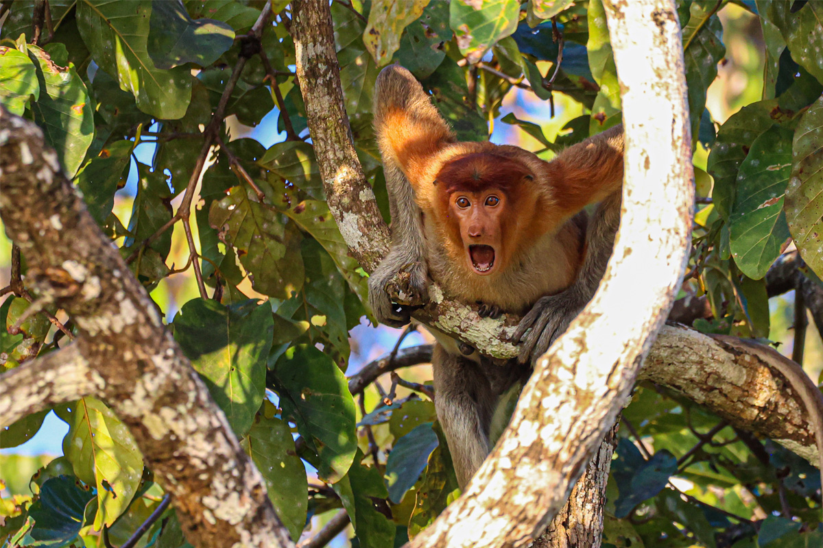 Entreeticket Natuurmuseum Brabant