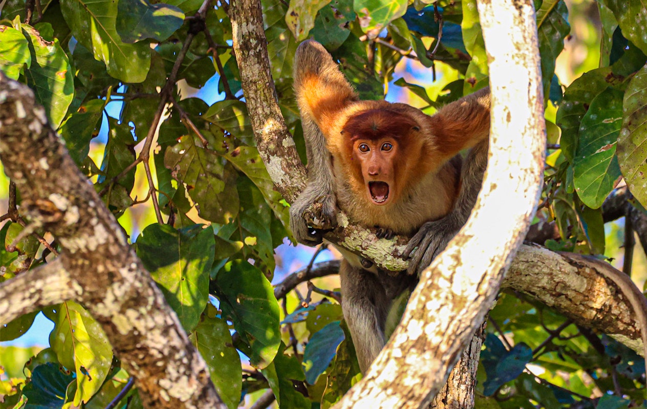 Entreeticket Natuurmuseum Brabant