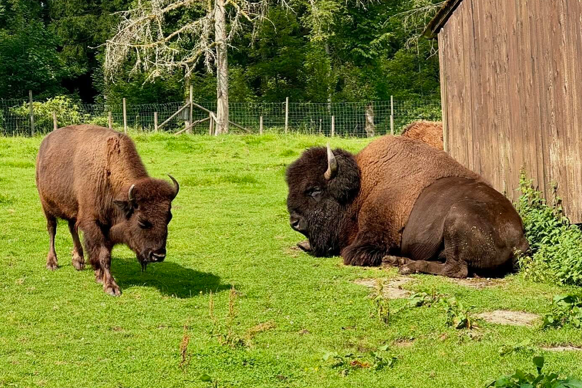 Entreeticket Panorama Park Sauerland