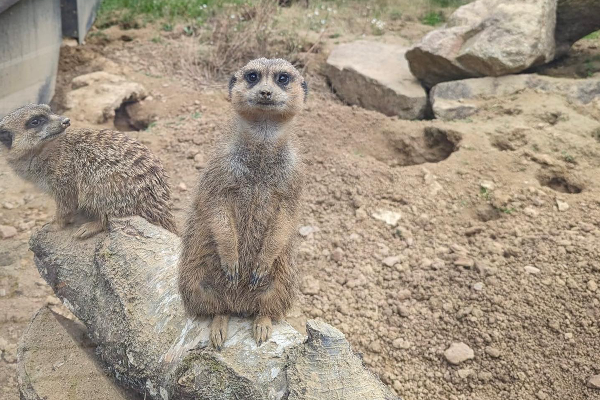 Entreeticket Panorama Park Sauerland