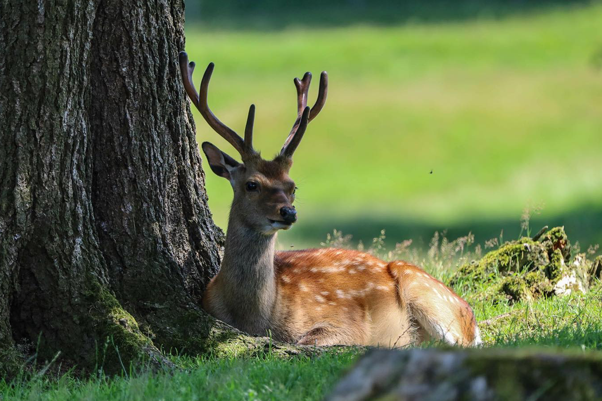 Entreeticket Panorama Park Sauerland