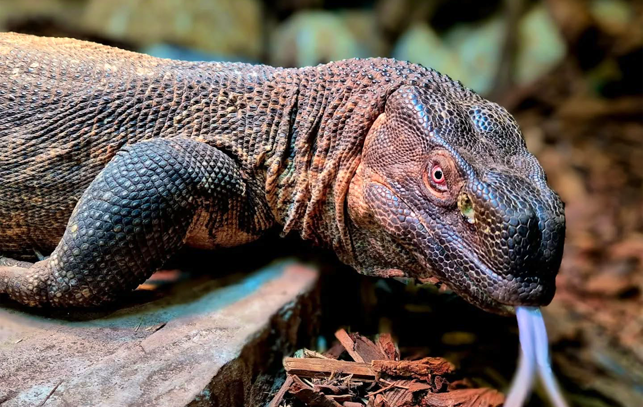 Entreeticket Reptielenhuis de Aarde