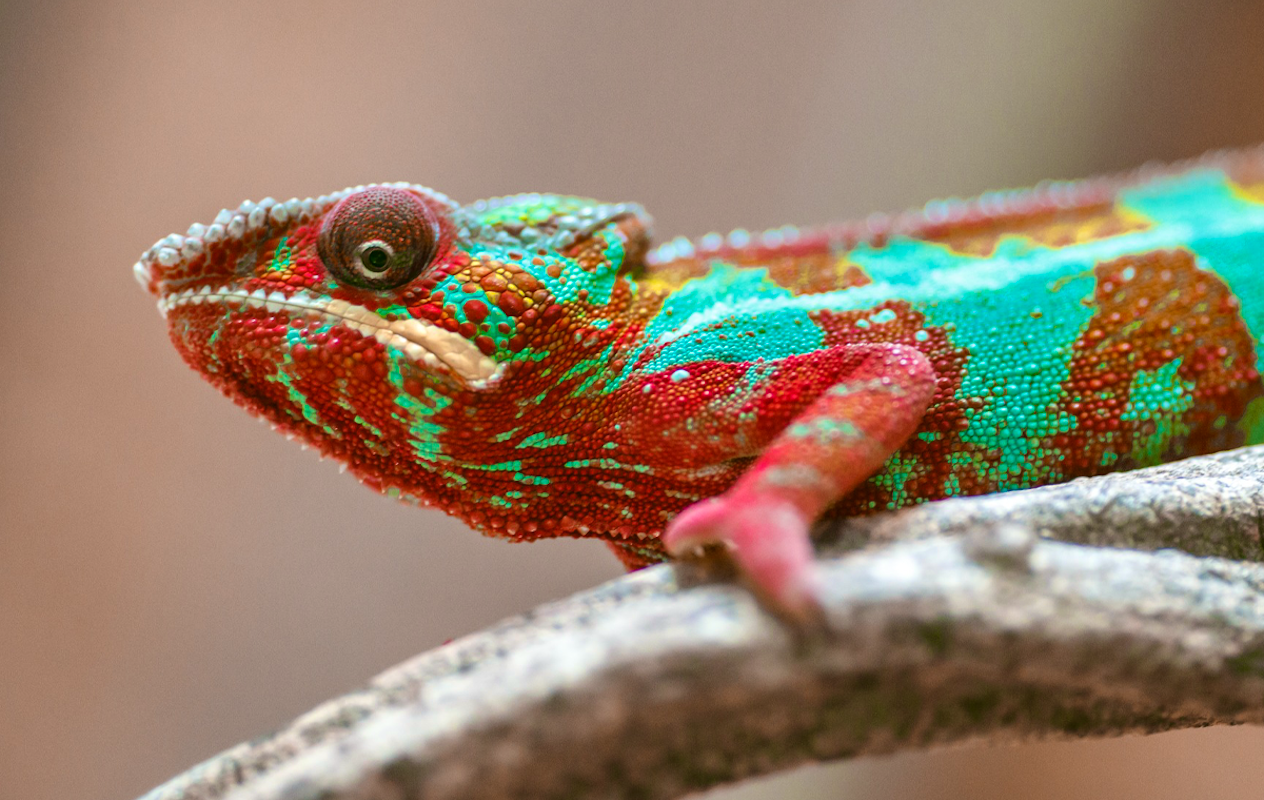 Entreeticket Reptielenhuis de Aarde