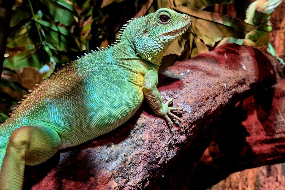 Entreeticket Reptielenhuis de Aarde