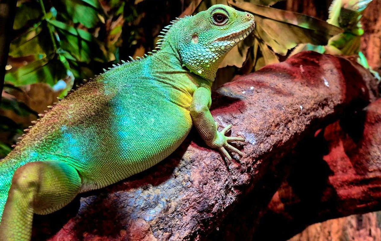 Entreeticket Reptielenhuis de Aarde