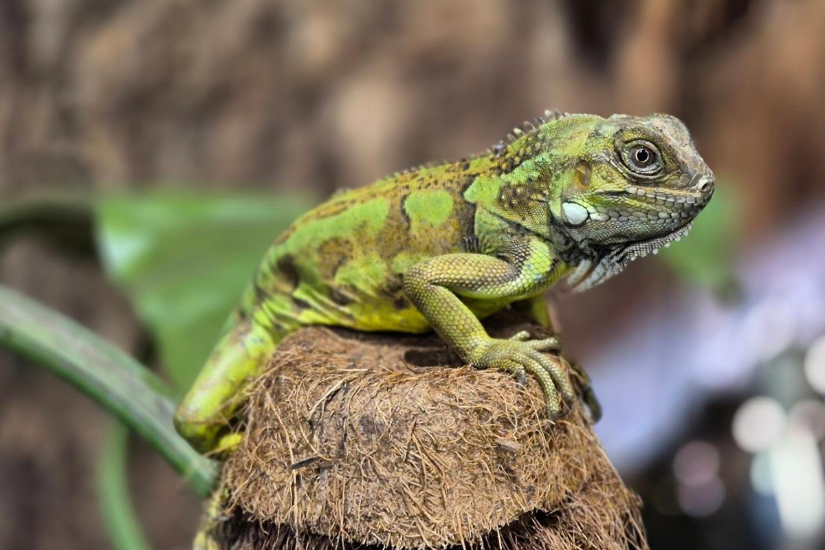 Entreeticket Reptielenhuis de Aarde