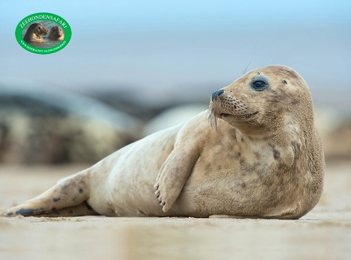 Zeehondensafari bij De Vrolijke Visser