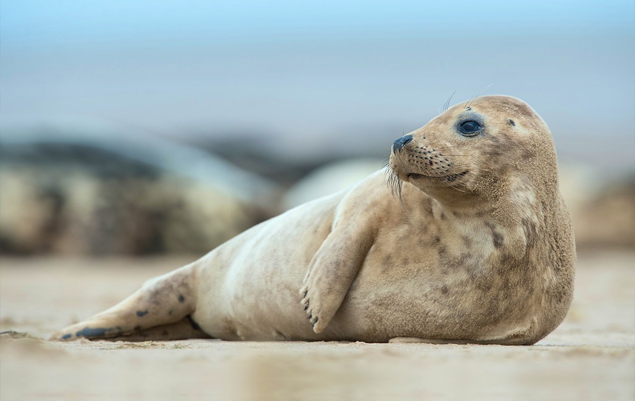 Zeehondensafari bij De Vrolijke Visser
