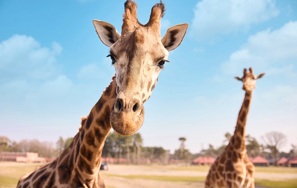 Entreeticket Safaripark Beekse Bergen