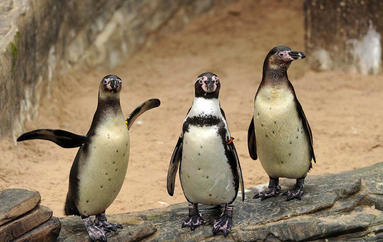 Entreeticket SEA LIFE Scheveningen 