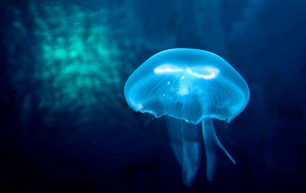 Entreeticket SEA LIFE Scheveningen