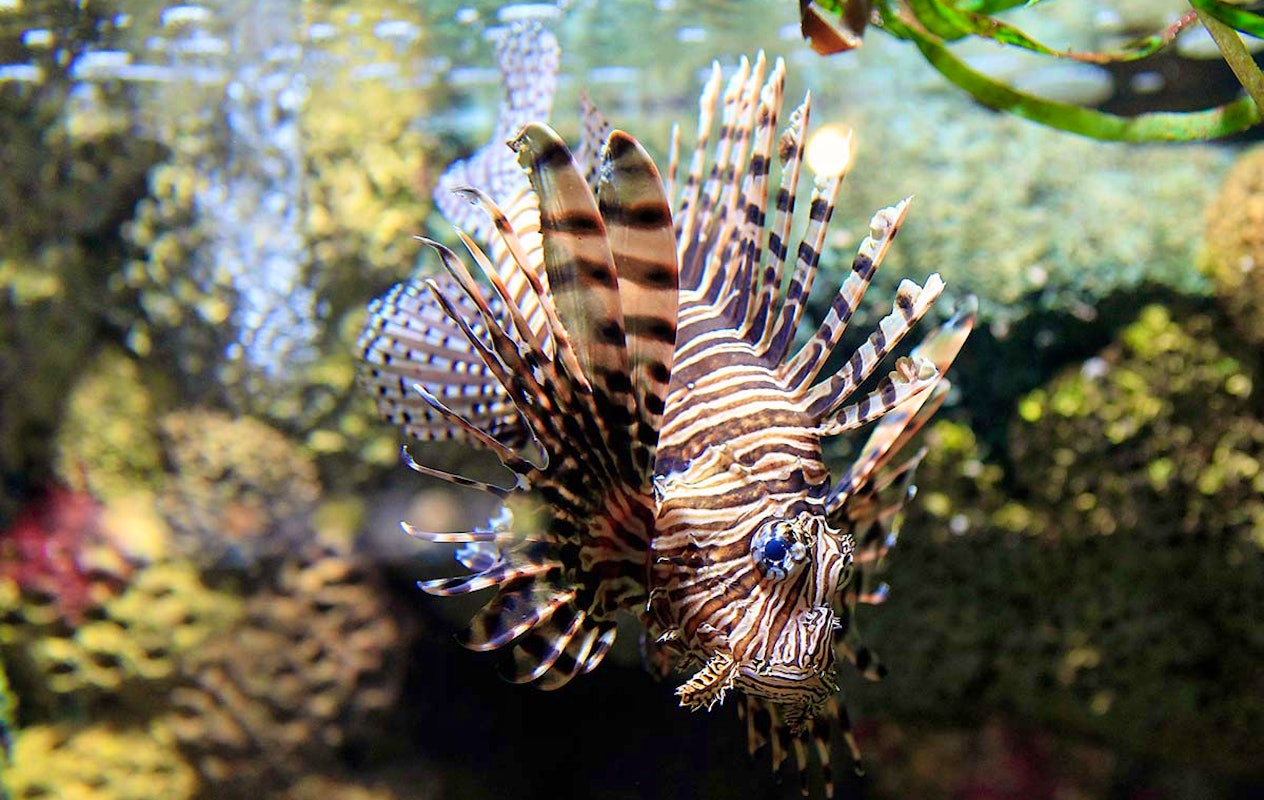 Entreeticket SEA LIFE Scheveningen