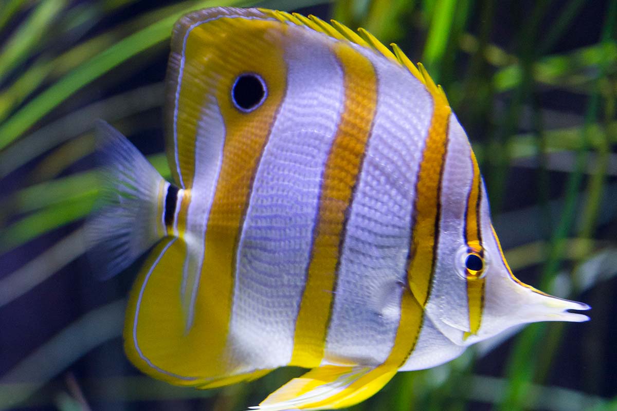 Entreeticket SEA LIFE Scheveningen 