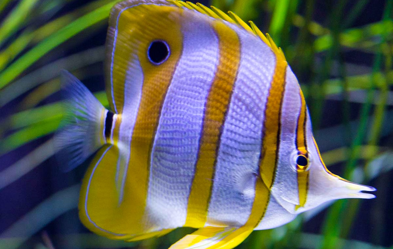 Entreeticket SEA LIFE Scheveningen