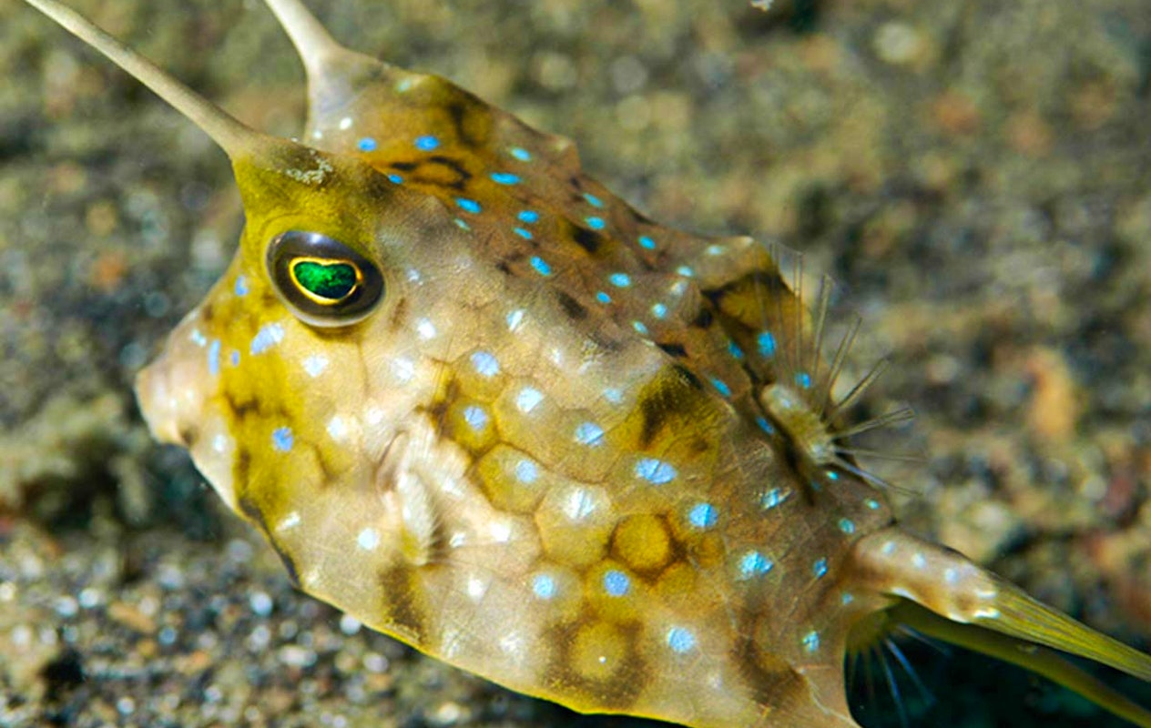 Entreeticket SEA LIFE Scheveningen