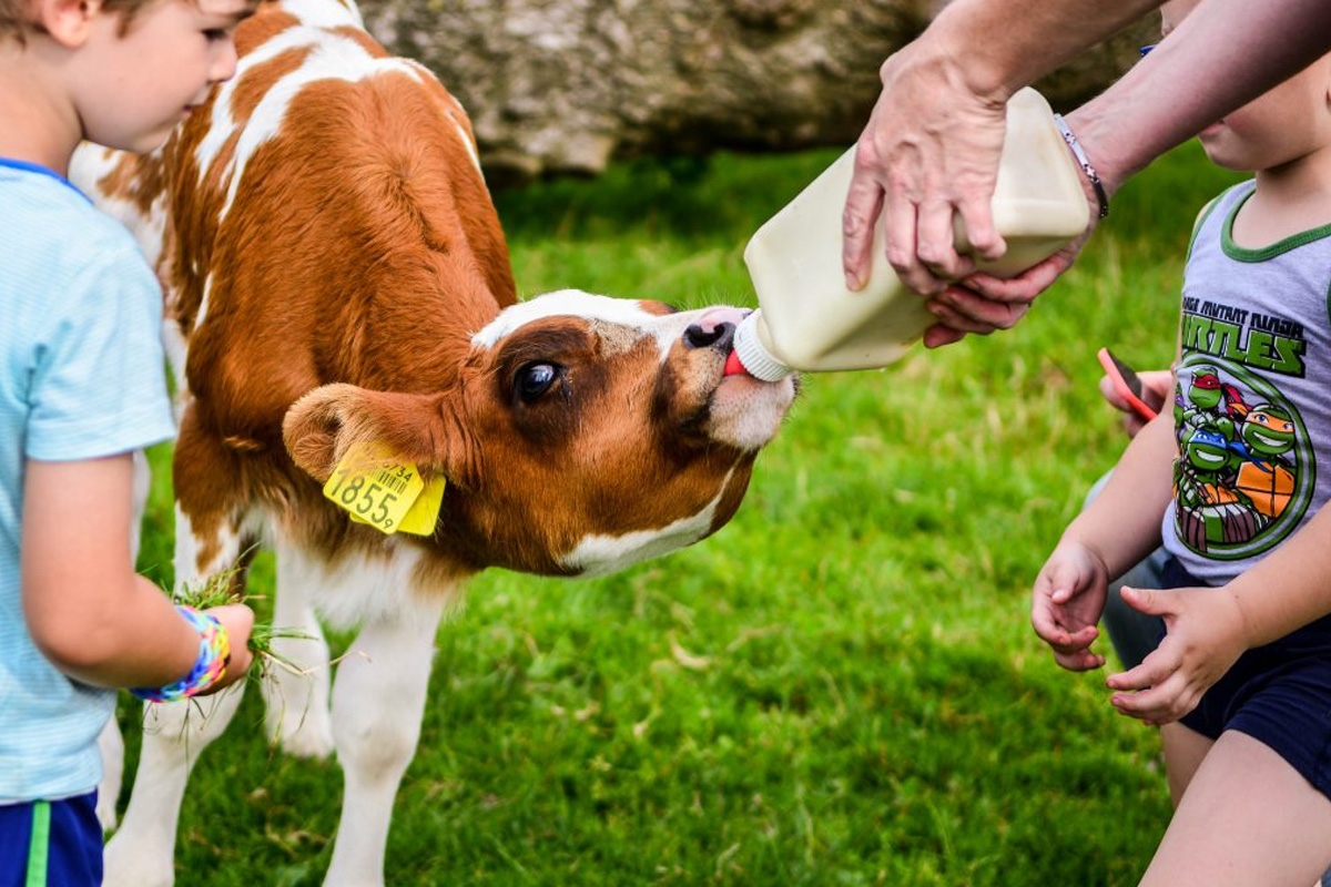 Entreeticket Speel en IJsboerderij De Drentse Koe