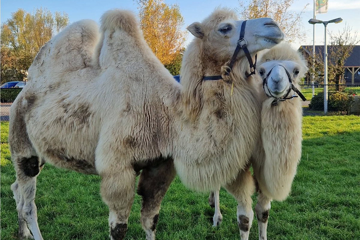 Entreeticket Speelpark & Maisdoolhof Voorthuizen