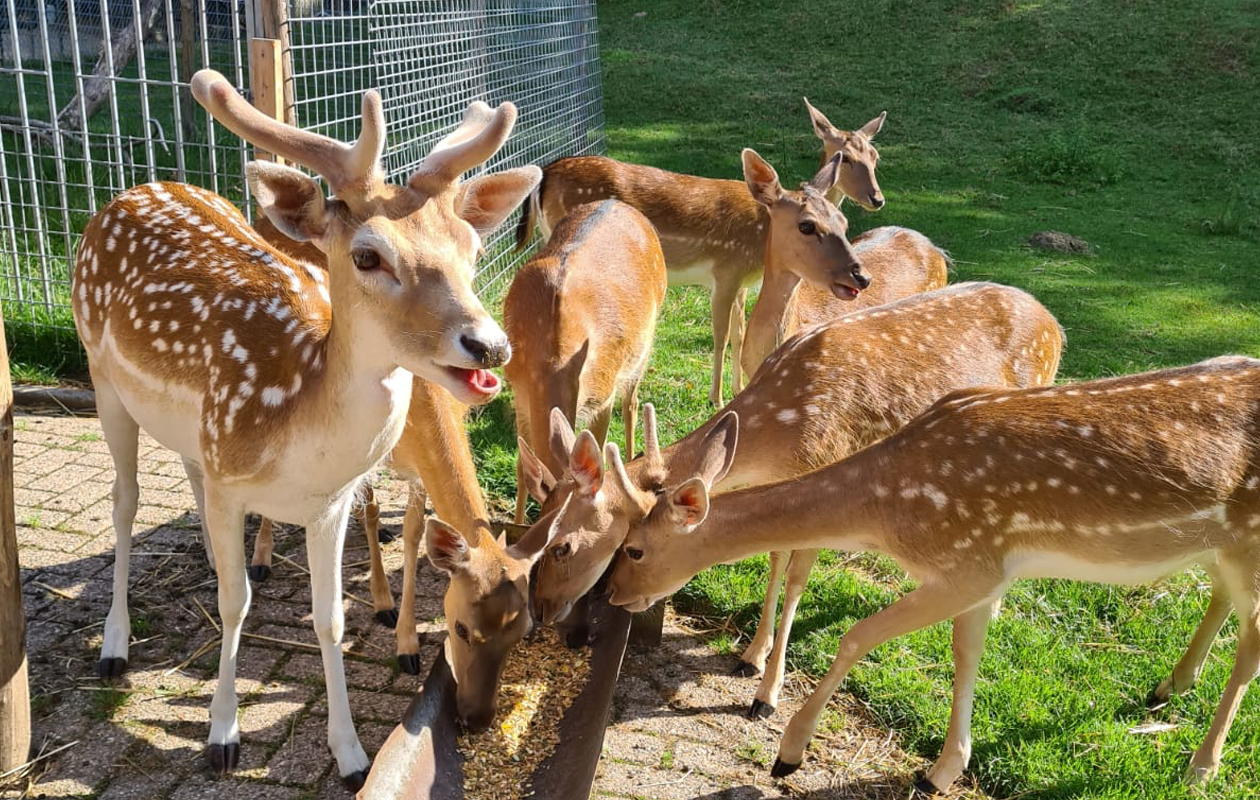 Entreeticket Steinerbos Belevenispark + friet en saus