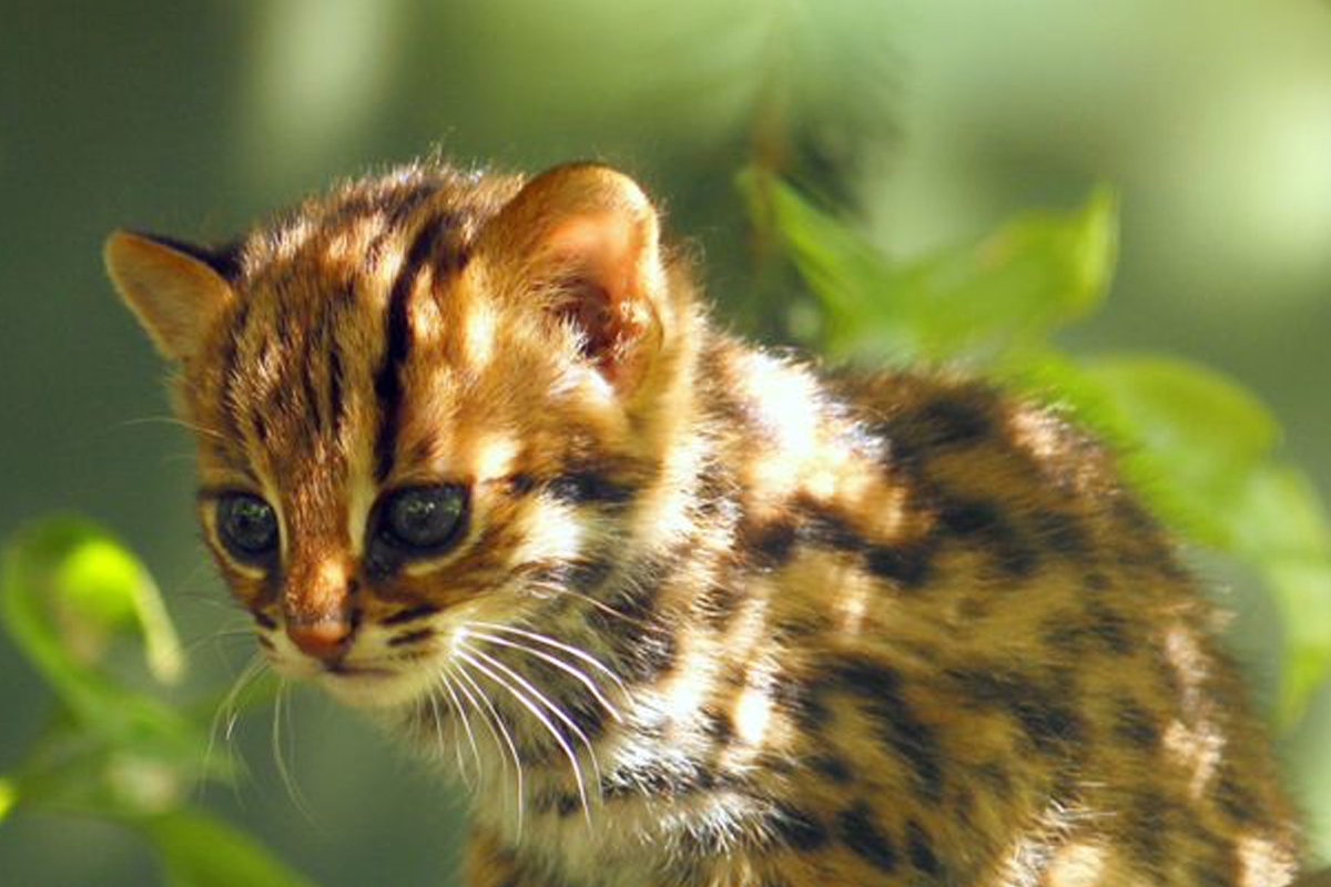 Entreeticket Taman Indonesia