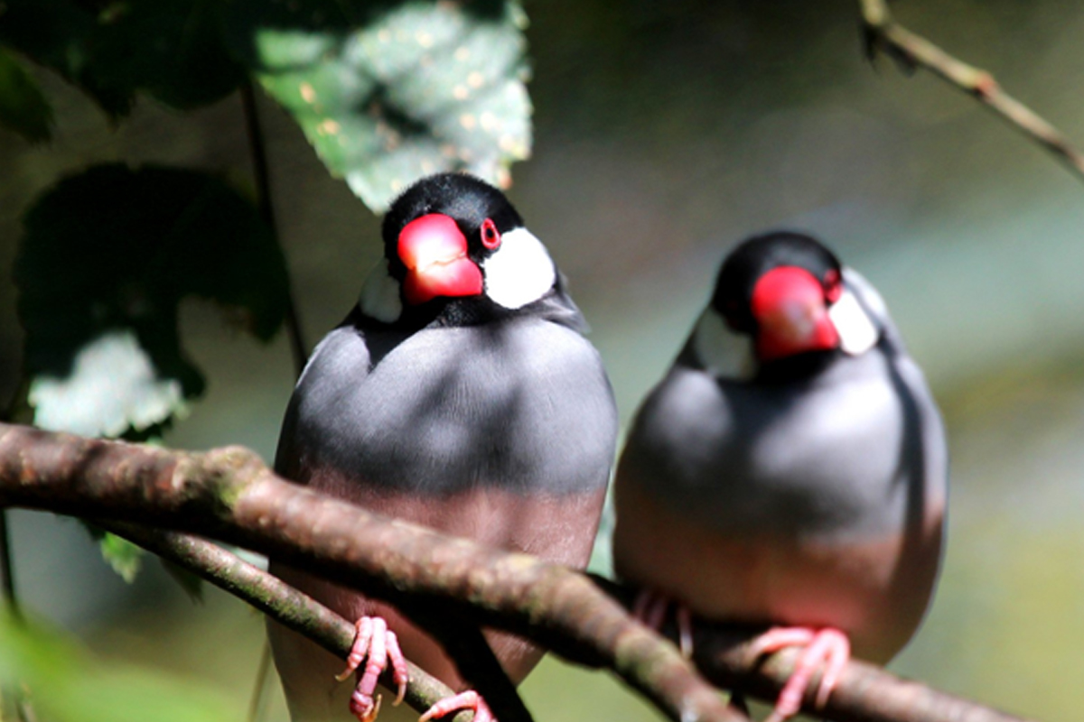 Entreeticket Taman Indonesia