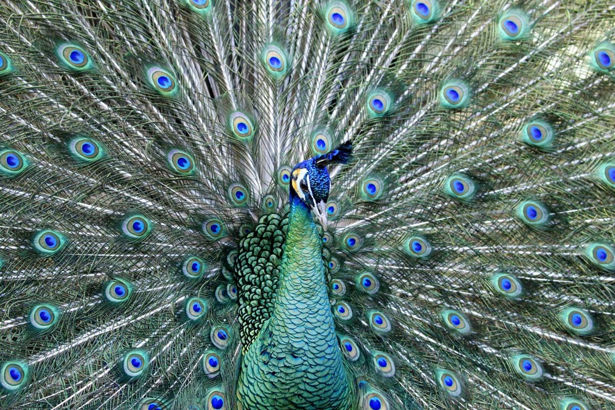 Entreeticket Taman Indonesia