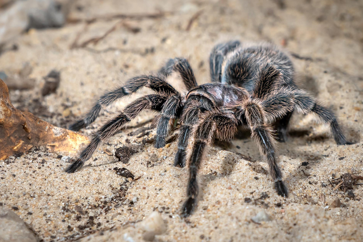 Entreeticket TerraZoo