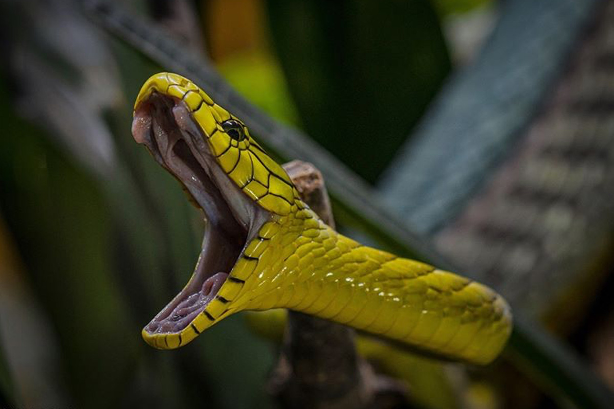 Entreeticket TerraZoo